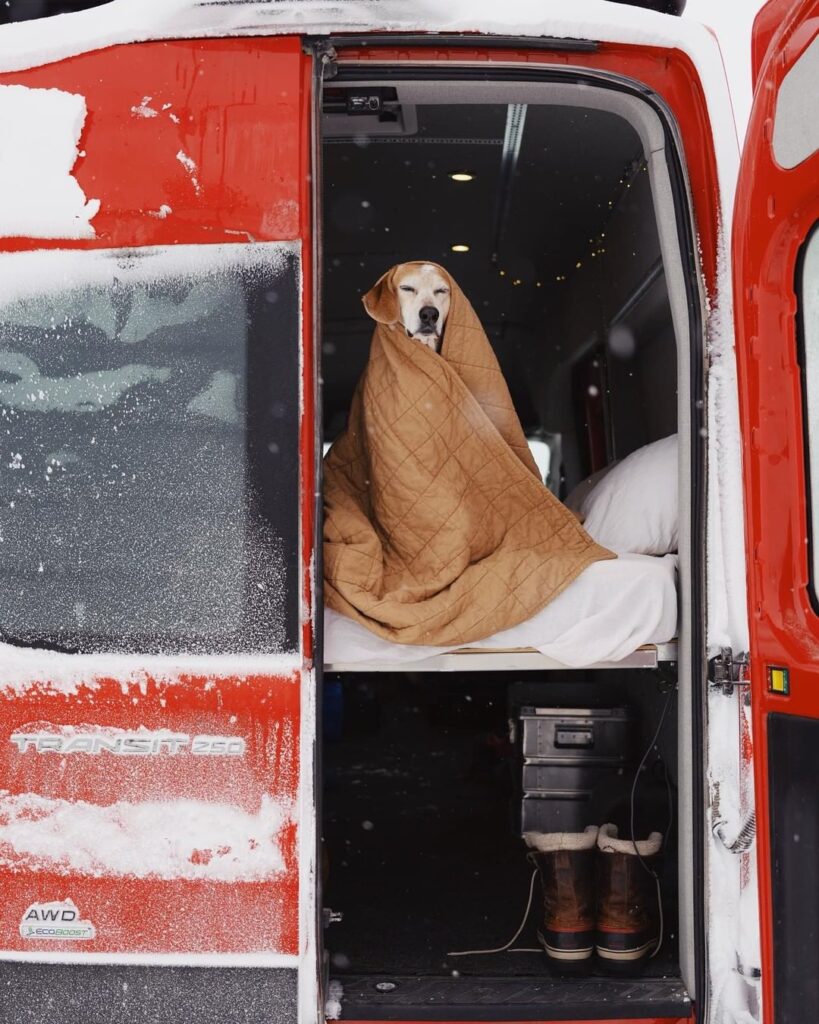 Photo of a dog sitting in a converted van during winter with covers on it. 